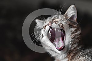 Cat with open mouth closeup