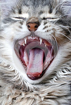 Cat with an open mouth,  kitten yawns