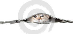Cat in open zipper hole isolated