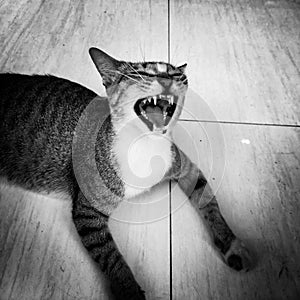 a cat is opening its mouth like a lion