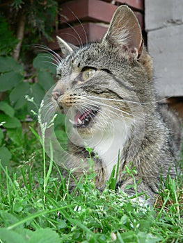 Cat openmouthed