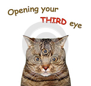 Cat opens its third eye