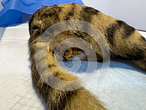 Cat on the operating table. Cat castration