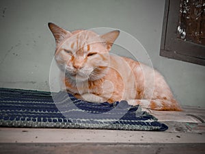 A cat pets orange cute photo