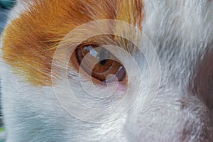 Cat Orange eye