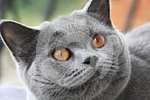 Cat with orange eyes, British blue shorthair