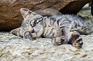 Cat with orange eyes