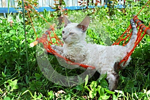 Cat in orange hammock