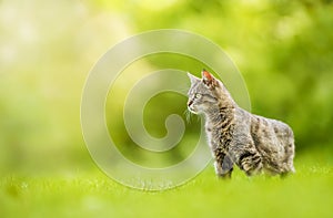 Cat outdoors on green grass. Animals in nature