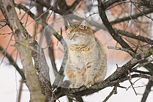 Cat outdoors in snowy winter. Cat siting in snow near fir tree