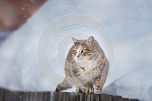 Cat outdoors in snowy winter. Cat siting in snow near fir tree