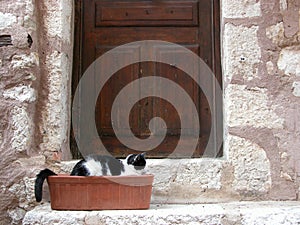 Cat outside cottage in Provence