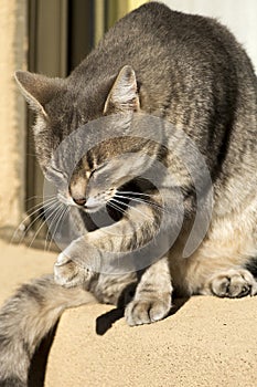 Cat with outstretched hand and closed eyes