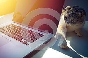 Cat over a laptop on desk with sunrise background