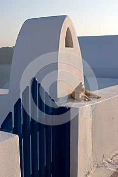 Cat Over White Wall of Santori