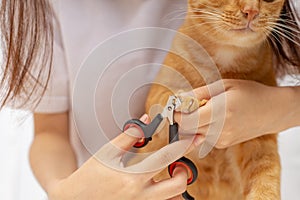 Cat owner is cutting nails for ginger cat, Ginger cat`s paws, The device for trimming cat`s nails