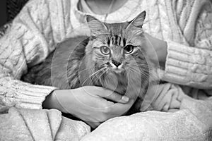 The cat is in the owner\'s arms. A girl is holding a fluffy cat. Black and white photo