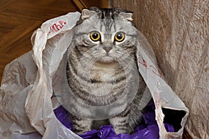 Cat in the package at home. curiosity cat