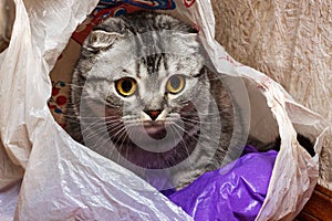 Cat in the package at home. curiosity cat