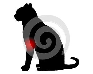 Cat with pain in the foreleg on white