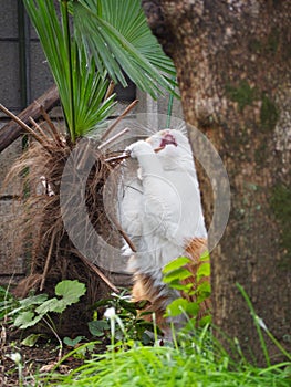 Cat and Palm Tree