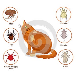 Cat Parasites. What To Know About Feline Parasites. Pet Skin And Fur Parasites Vector. Flea, Tick, Ear Mite, Fur Mite, Harvest Mit