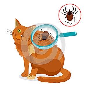 Cat Parasites. What To Know About Feline Parasites. Tick On Cat In The Fur As A Close Up Magnification Vector.