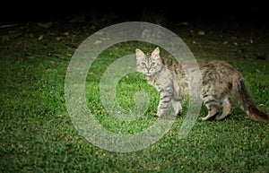 Cat in the park photo