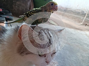 Cat and parrot frend