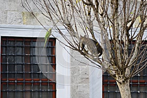 Cat and parrot in Istanbul Turkey