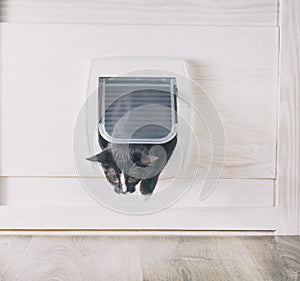 Cat passing through the cat door