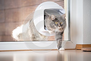 Cat passing through cat flap in window