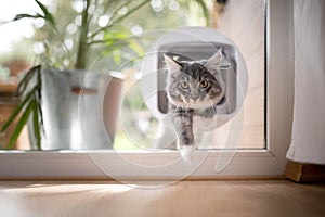 Cat passing through cat flap in window