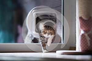 Cat passing through catflap in window