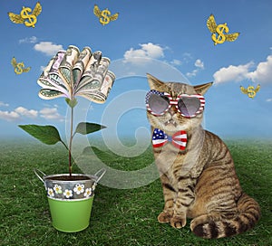 Cat patriot near money flowers 2