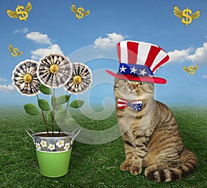 Cat patriot near money flowers