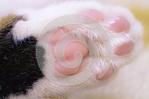 Cat Paw