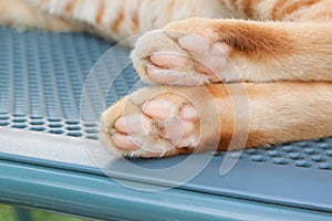 Cat paw on a chair background