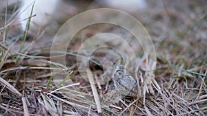 Cat Paw with Claws Touches a Small Green Lizard on Grass in Forest. Slow motion