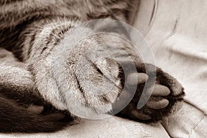 Cat paw close up on a chair.