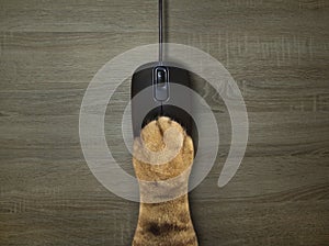 Cat paw on computer mouse 3