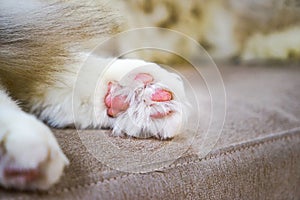Cat paw furry iron shoes