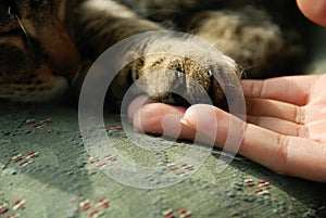 Cat paw on human hand