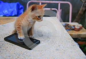 Cat paw of kitten orange-red small on cell phone Select focus with shallow depth of field