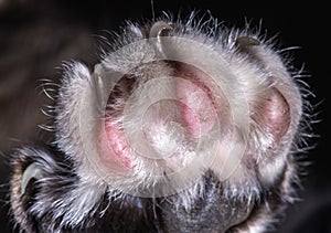 Cat Paw With Pads And Sharp Claws