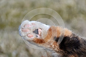 Cat paw photo