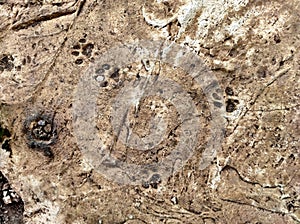 Cat paw prints on hardened cement