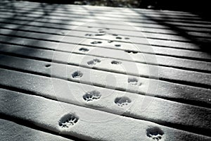 Cat paw prints in snow