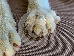 Cat paws with extended claws