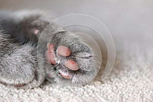 Cat paws with pink pillows on the floor, cat's feet with copy space for text